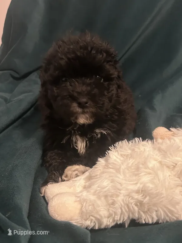 Baby  – Maltipoo puppy for sale in Atwater, CA