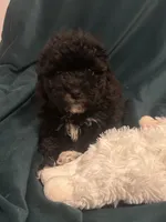 Baby , a female Maltipoo for sale in Atwater, CA – 1 of 7