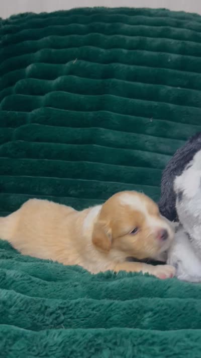 Sandy, a female Chihuahua and Pomeranian for sale in Merced, CA – 6 of 6