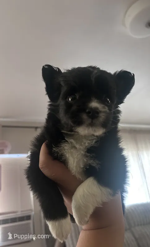 Oreo – Chihuahua, Pomeranian puppy on hold in Atwater, CA