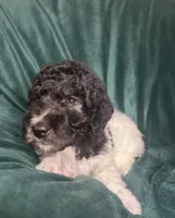 big boy, a male Labradoodle and Poodle - Standard  for sale in Merced, CA – 5 of 5