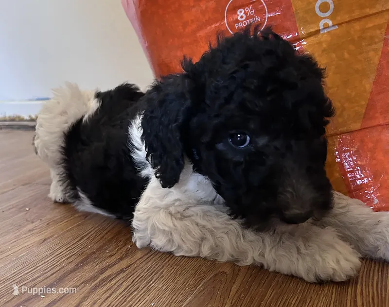 boy 1 – Labrador Retriever, Poodle - Standard  puppy for sale in Merced, CA