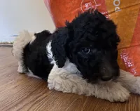 boy 1, a male Labrador Retriever and Poodle - Standard  for sale in Merced, CA – 1 of 4