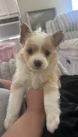 Spot, a male Chihuahua and Pomeranian for sale in Atwater, CA – 2 of 3