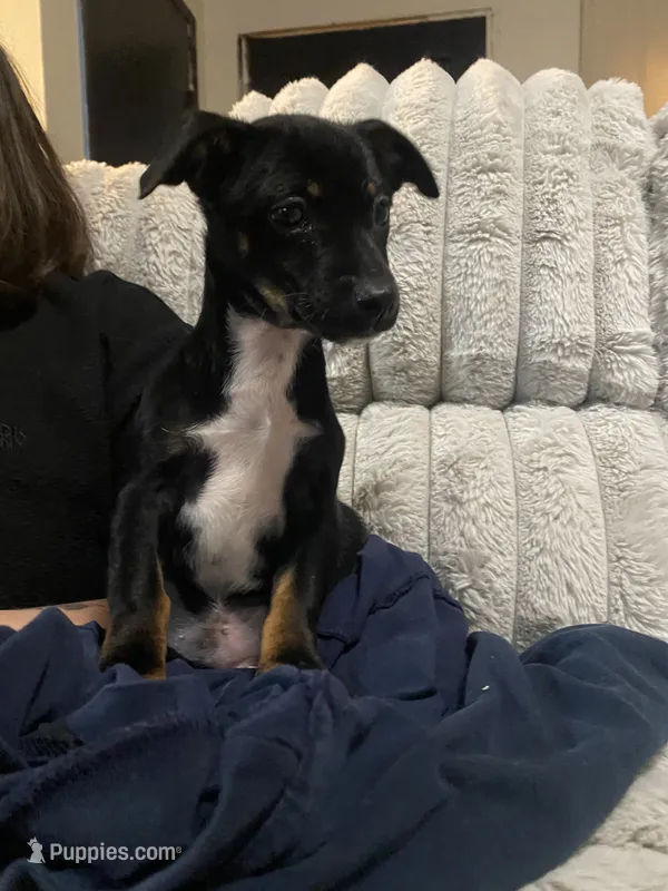 Jaxx  – Chihuahua, Miniature Pinscher puppy for sale in Merced, CA