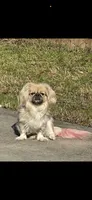 Penelope , a female Pekingese for sale in Las Vegas, NV – 6 of 7
