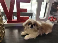 Major Phitzgerald, a male Pekingese for sale in Las Vegas, NV – 2 of 9