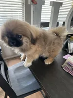 Ponchellous, a male Pekingese for sale in Las Vegas, NV – 7 of 10