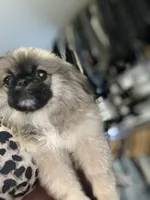 Ponchellous, a male Pekingese for sale in Las Vegas, NV – 3 of 10