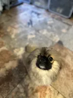 Ponchellous, a male Pekingese for sale in Las Vegas, NV – 8 of 10
