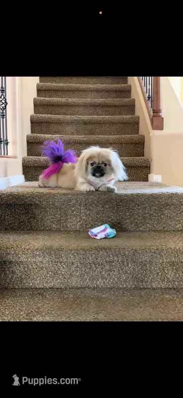 Penelope  – Pekingese puppy for sale in Las Vegas, NV