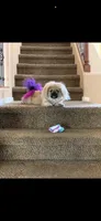 Penelope , a female Pekingese for sale in Las Vegas, NV – 1 of 7