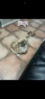 Penelope , a female Pekingese for sale in Las Vegas, NV – 4 of 7