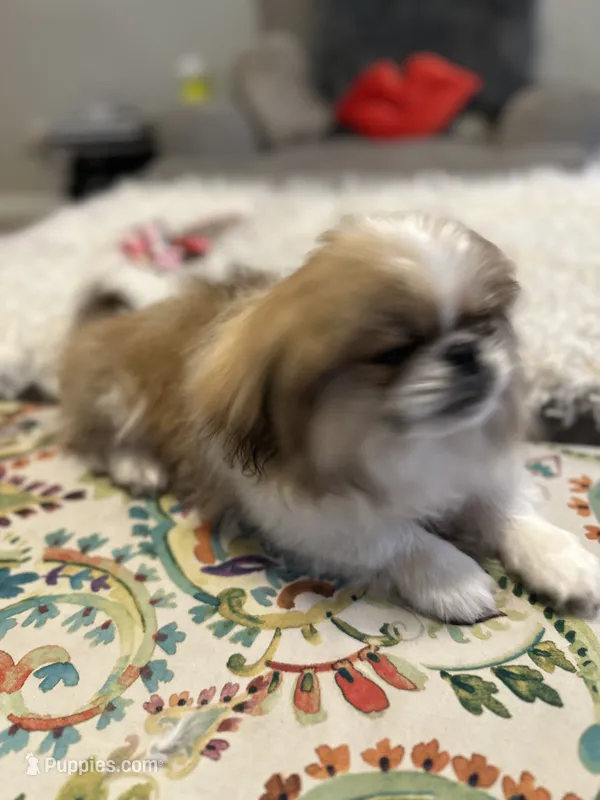 Major Phitzgerald – Pekingese puppy for sale in Las Vegas, NV