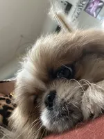Major Phitzgerald, a male Pekingese for sale in Las Vegas, NV – 8 of 9