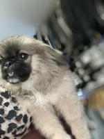 Ponchellous, a male Pekingese for sale in Las Vegas, NV – 1 of 10