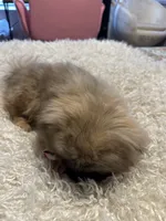 Ponchellous, a male Pekingese for sale in Las Vegas, NV – 10 of 10
