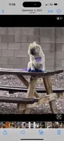 Penelope , a female Pekingese for sale in Las Vegas, NV – 3 of 7
