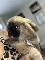 Ponchellous, a male Pekingese for sale in Las Vegas, NV – 2 of 10