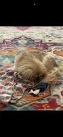 Penelope , a female Pekingese for sale in Las Vegas, NV – 7 of 7