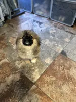 Ponchellous, a male Pekingese for sale in Las Vegas, NV – 5 of 10