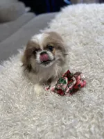 Major Phitzgerald, a male Pekingese for sale in Las Vegas, NV – 6 of 9