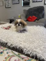 Major Phitzgerald, a male Pekingese for sale in Las Vegas, NV – 3 of 9