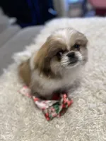 Major Phitzgerald, a male Pekingese for sale in Las Vegas, NV – 4 of 9