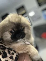 Ponchellous, a male Pekingese for sale in Las Vegas, NV – 4 of 10