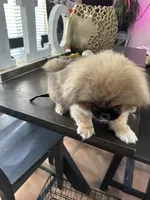 Ponchellous, a male Pekingese for sale in Las Vegas, NV – 6 of 10