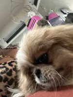 Major Phitzgerald, a male Pekingese for sale in Las Vegas, NV – 7 of 9