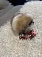 Major Phitzgerald, a male Pekingese for sale in Las Vegas, NV – 9 of 9
