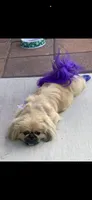 Penelope , a female Pekingese for sale in Las Vegas, NV – 2 of 7