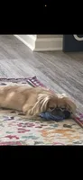 Penelope , a female Pekingese for sale in Las Vegas, NV – 5 of 7