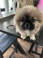 Ponchellous, a male Pekingese for sale in Las Vegas, NV – 9 of 10