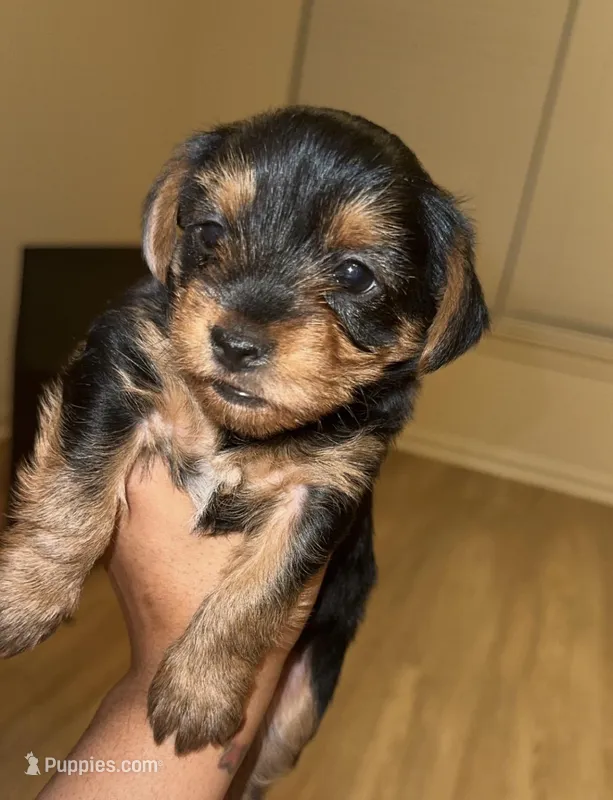 Rugby  – Yorkshire Terrier puppy for sale in Randolph, MA