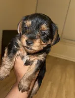 Rugby , a male Yorkshire Terrier for sale in Randolph, MA – Photo 1 of 2