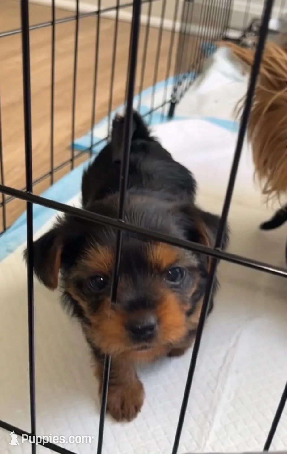 Coco – Yorkshire Terrier puppy for sale in Randolph, MA