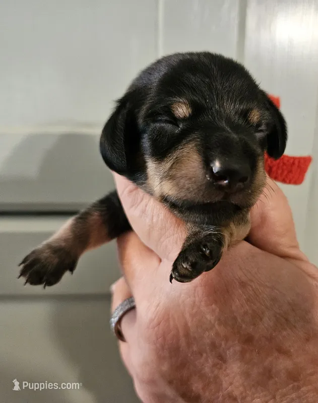 Red – Miniature Dachshund puppy for sale in Camden, TN
