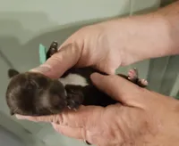 Green collar , a male Miniature Dachshund for sale in Camden, TN – Photo 2 of 3