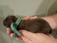 Green collar , a male Miniature Dachshund for sale in Camden, TN – Photo 3 of 3