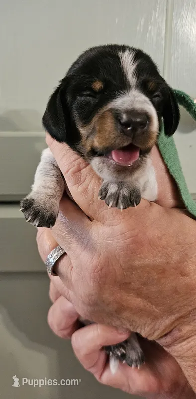 Green collar  – Miniature Dachshund puppy for sale in Camden, TN