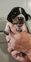 Green collar , a female Miniature Dachshund for sale in Camden, TN – 1 of 2