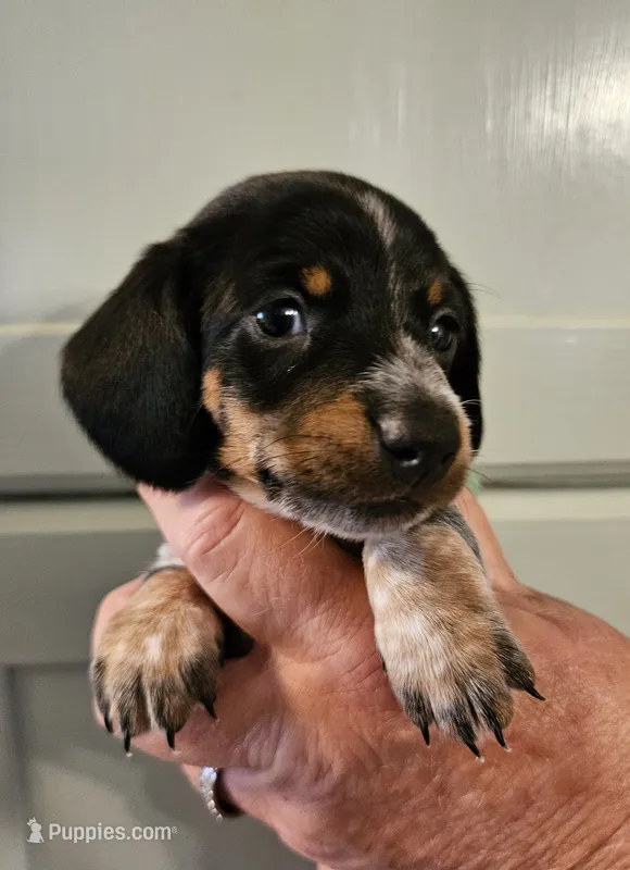 Green piebald  – Miniature Dachshund puppy for sale in Camden, TN