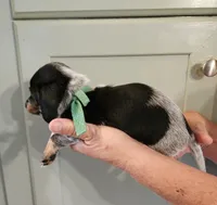 Green piebald , a female Miniature Dachshund for sale in Camden, TN – 2 of 2