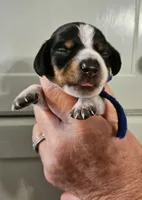 Blue, a male Miniature Dachshund for sale in Camden, TN – 1 of 2