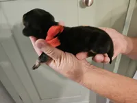 Red, a male Miniature Dachshund for sale in Camden, TN – 2 of 2