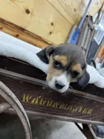 processed/52a8b778-1f53-4f11-9cf5-d5e9da32d917/listing/afebefae-9bbb-482f-9912-2216177b6f81/4962f099-d138-4334-9c9f-b49849d4857c