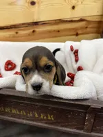 processed/52a8b778-1f53-4f11-9cf5-d5e9da32d917/listing/afebefae-9bbb-482f-9912-2216177b6f81/7849aca1-6a6c-43fd-a419-e1c720554f0c