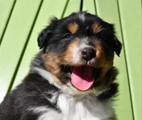 Dolly , a female Australian Shepherd for sale in Stanford, KY – Photo 2 of 2